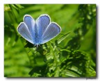 Azzurrina Azzurrina