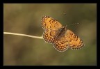 Melitaea phoebe ad ali aperte