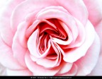 'Na rosa 'e maggio 'Na rosa 'e maggio