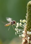 in volo in volo