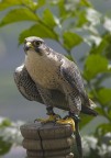 Occhio di falco Occhio di falco