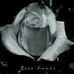 Rosa lunare Rosa lunare