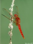Libellula rossa