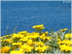 Mare con fiori Mare con fiori