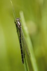 libellula