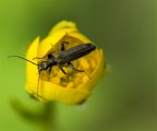 coleottero oedemera flavipes coleottero oedemera flavipes