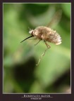 BOMBYLIUS MAYOR (In volo) BOMBYLIUS MAYOR (In volo)