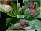Chiocciola Chiocciola