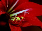 In rosso .... e nero In rosso .... e nero
