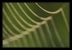 Spiderweb