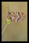 Melitaea phoebe