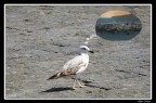 Vi prego, ridatemi il mio mare....