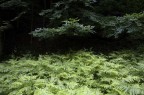 Il limitare del bosco Il limitare del bosco