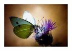 macro macro
