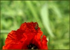 papavero rosso