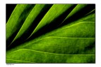 inside tha leaf inside tha leaf