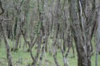 bosco bosco