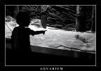 AQVARIUM