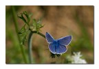 Lysandra bellargus Lysandra bellargus