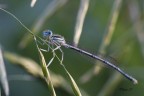 Coenagrion puella
