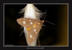 "Brown Butterfly@2007" "Brown Butterfly@2007"