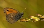 Satyrinae Satyrinae