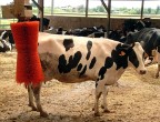 car wash.... no cow wash car wash.... no cow wash