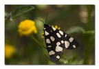 Pericallia matronula Pericallia matronula