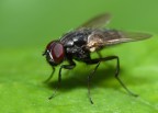 Fly Fly