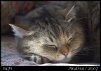 Dolce Dormire Dolce Dormire