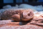 Iguana Iguana
