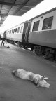 Thailandia Thailandia