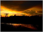 il riso al tramonto il riso al tramonto