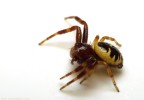 Synaema globosum Synaema globosum