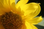 Girasole Girasole