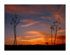 Ferule al tramonto Ferule al tramonto