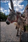 Parla pi� forte...non ti capisco