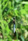 Arrampicata libera Arrampicata libera