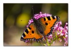 Aglais urticae Aglais urticae