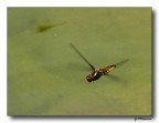 in volo 2 in volo 2