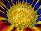 il centro del fiore il centro del fiore