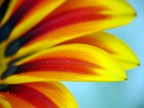 petali petali