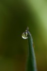 il mondo in una goccia di acqua il mondo in una goccia di acqua