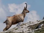 Camoscio d'Abruzzo Camoscio d'Abruzzo