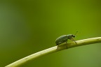 Verde Speranza! Verde Speranza!