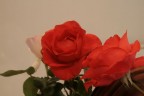Rosa allo specchio Rosa allo specchio