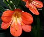 Fiori Fiori