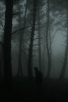 paesaggi nella nebbia paesaggi nella nebbia