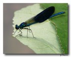libellula - fiume Sele libellula - fiume Sele