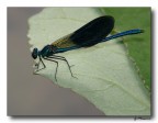 libellula 3 - fiume sele